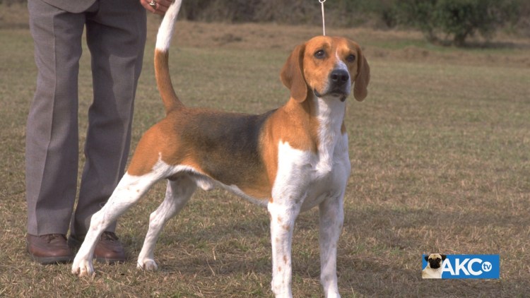 Бигль собака