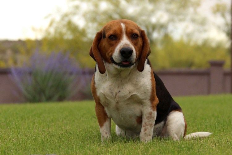 Американский Бигль