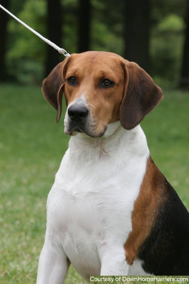 Английская гончая фоксхаунд