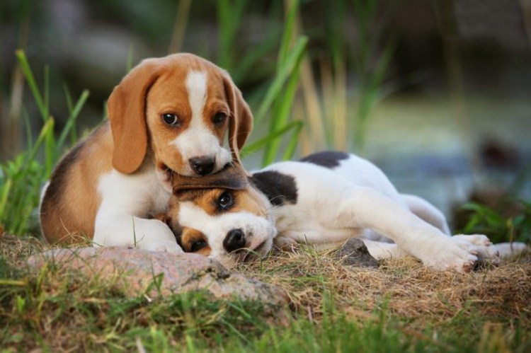 Короткошерстный Бигль