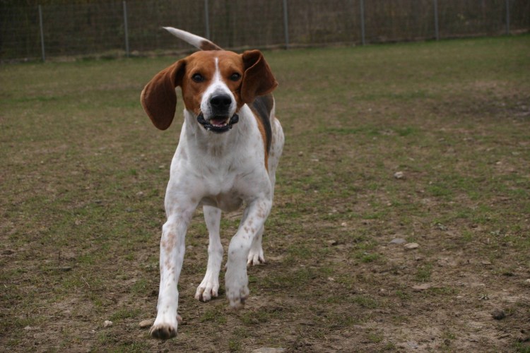 Харьер порода