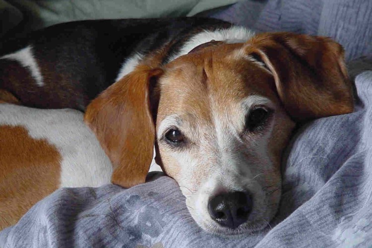 Бигль харьер щенок