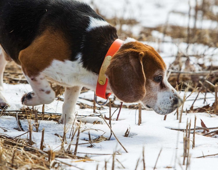Ирландский Керри Бигль