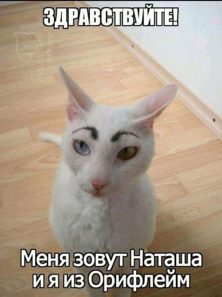 Кот с бровями