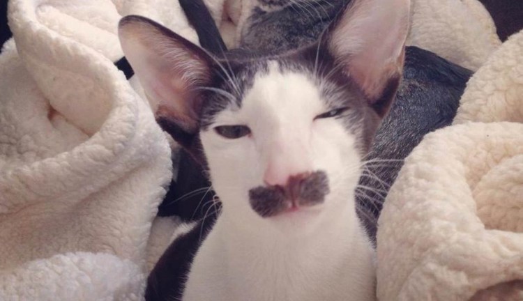 Кошка с бородой