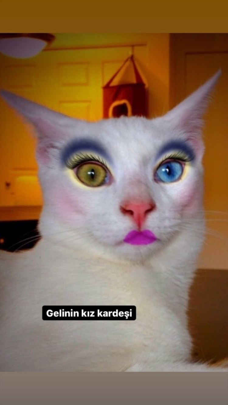 Накрашенная кошка