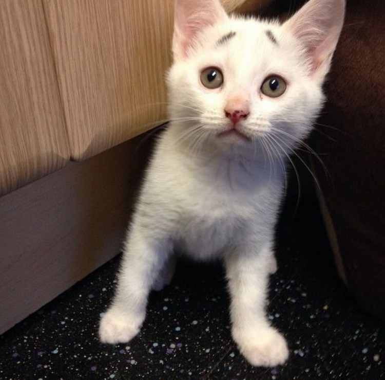 Котенок белый с пятнышками