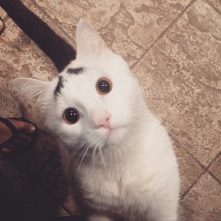 Котенок с бровями