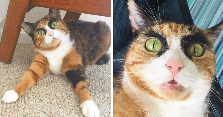 Рыжий кот с бровями