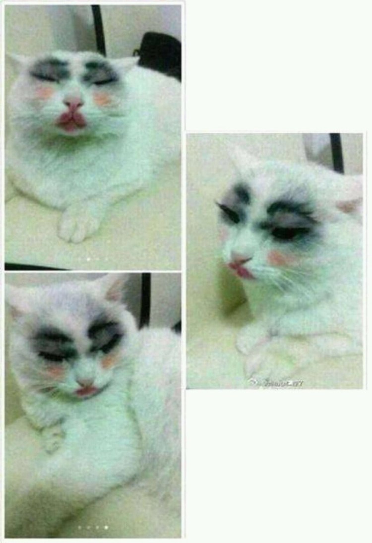 Накрашенная кошка