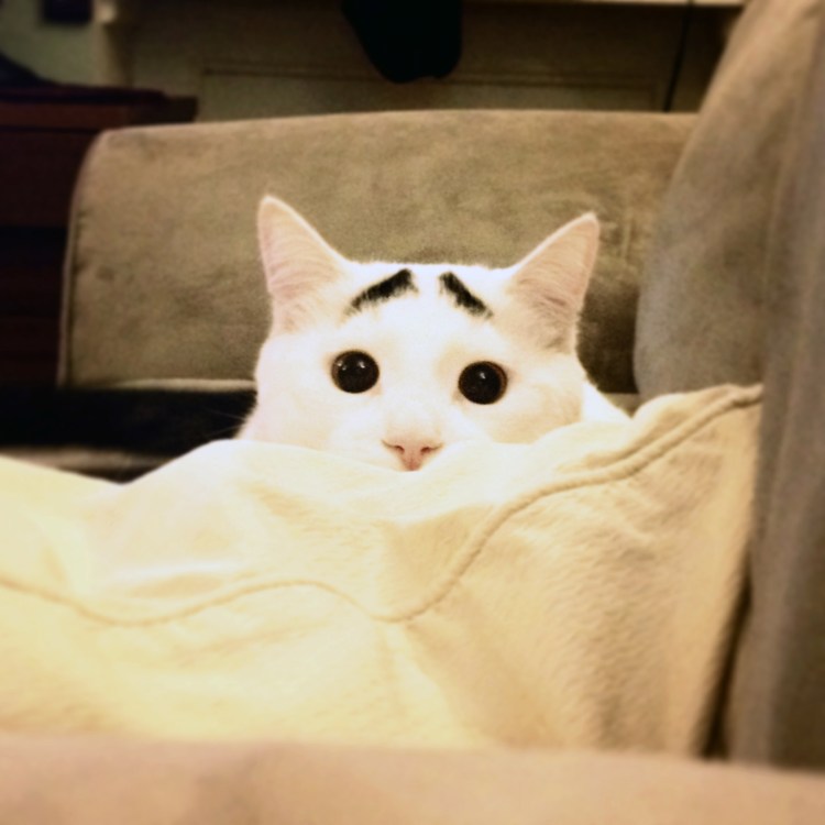 Кот Сэм с бровями