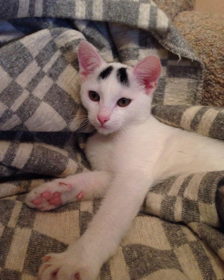 Белая кошка с бровями