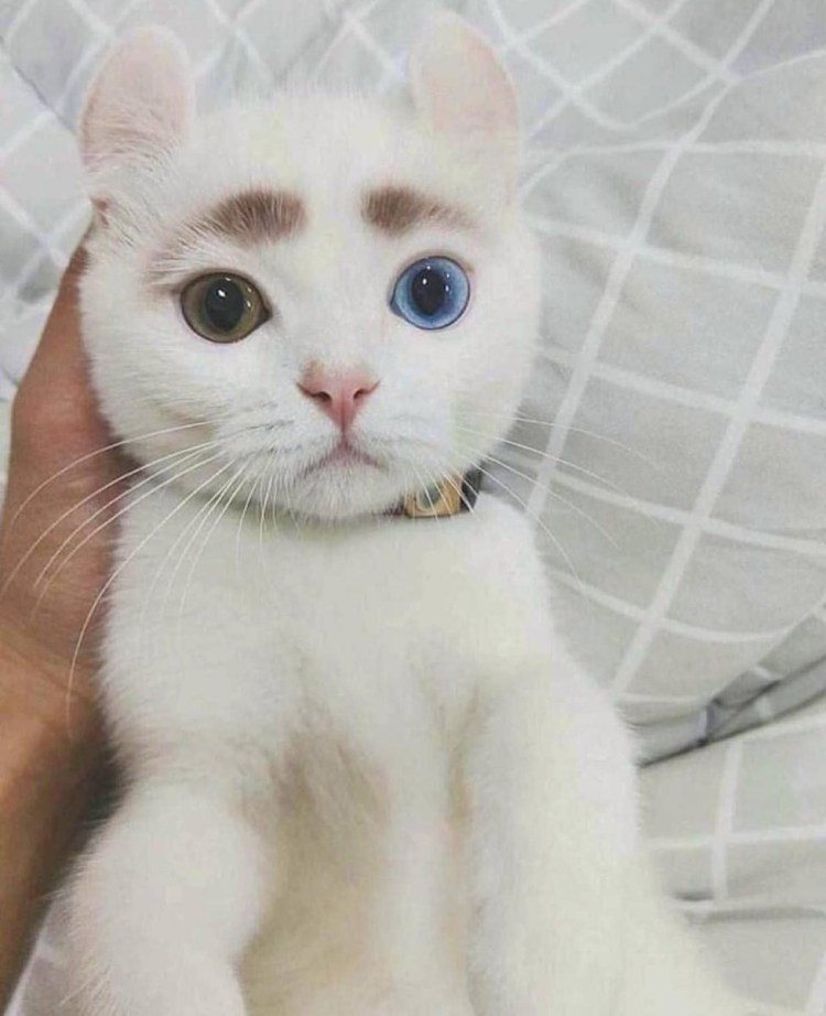 Котята с круглыми ушками