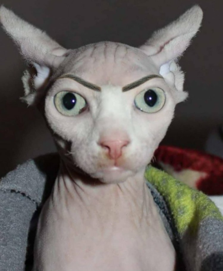 Накрашенная кошка