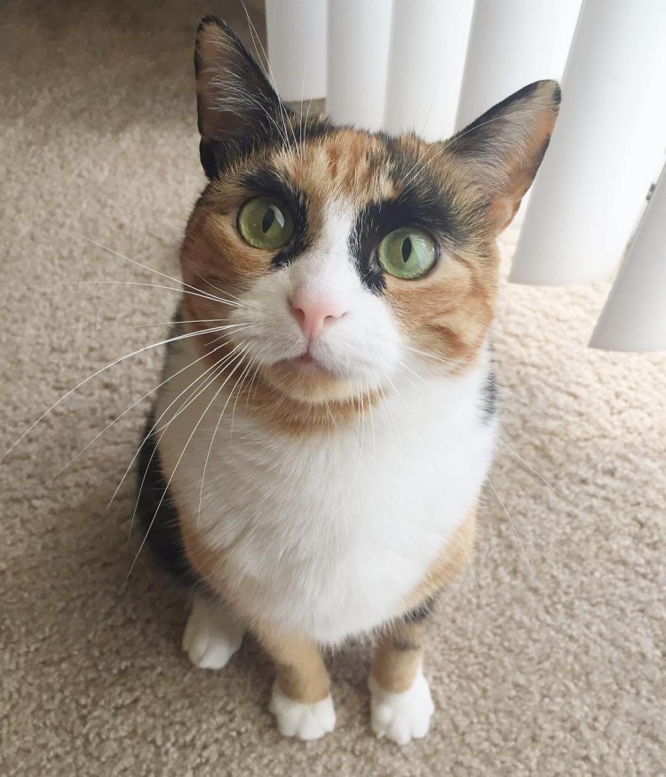 Кошка с накрашенными бровями