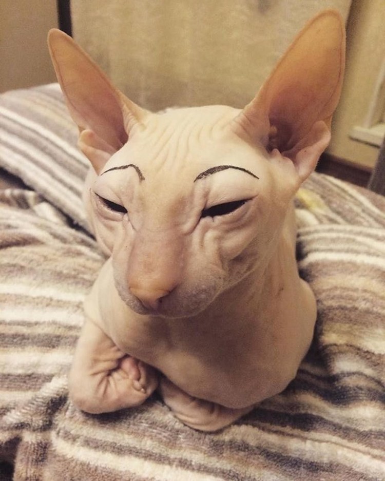 Накрашенная собака