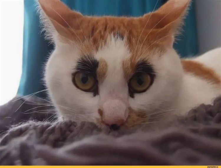 Эстетика кошек