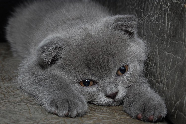 Очень грустный котенок