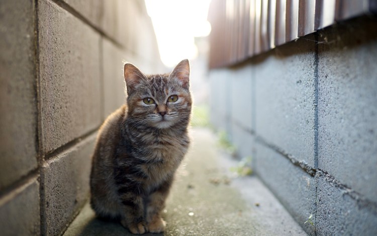 Уличный котенок