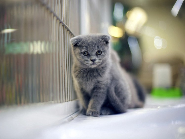 Скоттиш фолд Манчкин