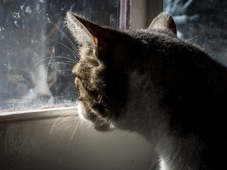 Серый кот у окна