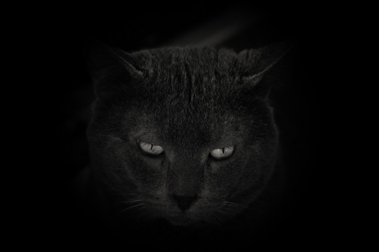 Морда кошки на черном фоне