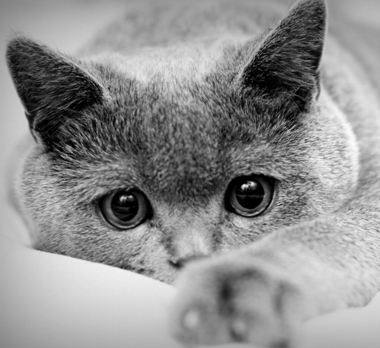 Киса грустит