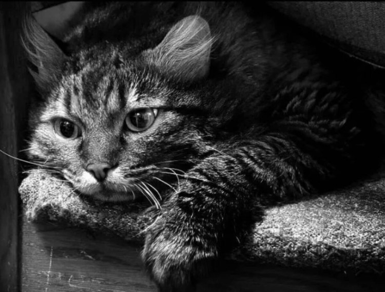 Грустная кошка