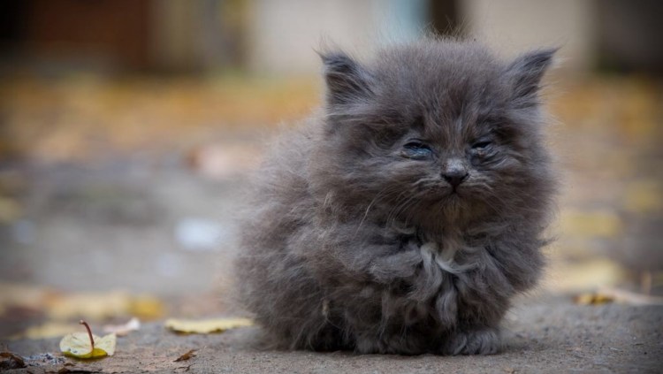 Бездомный пушистый кот