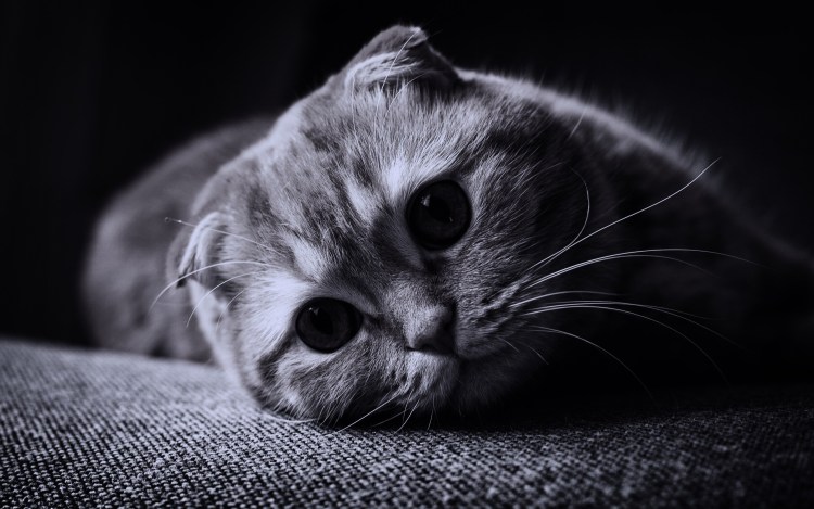 Шотландская вислоухая кошка