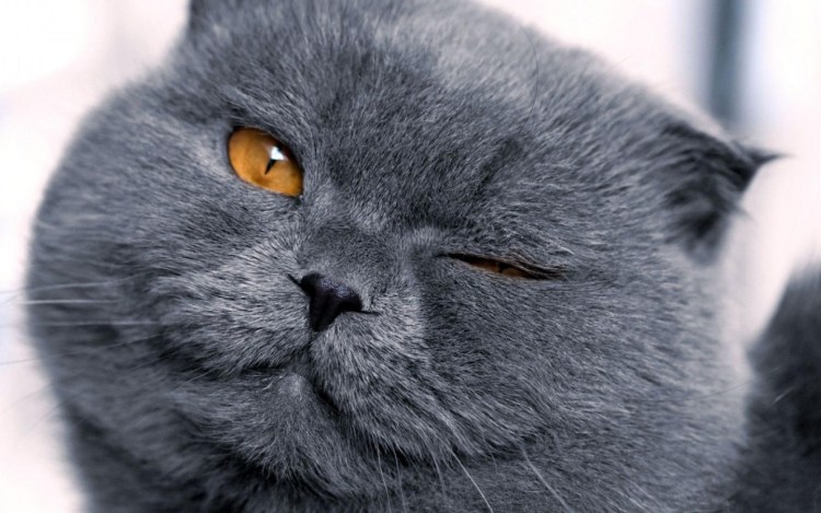 Грустный британец