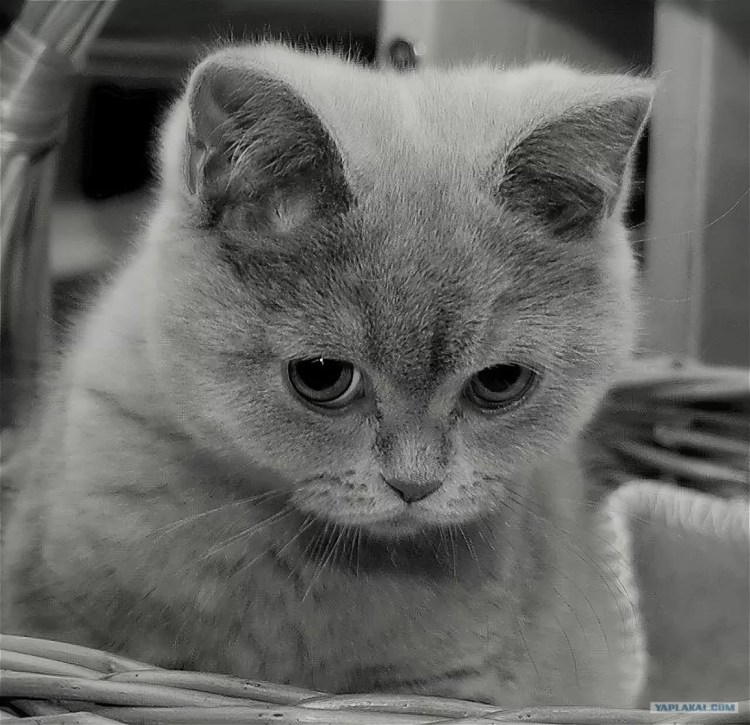 Котик обиделся