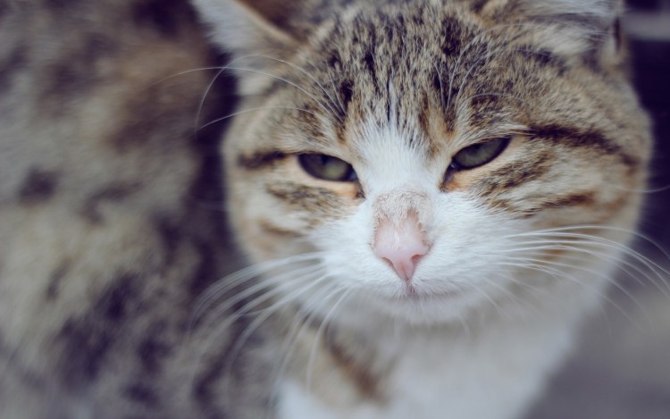 Прищуренный взгляд кота