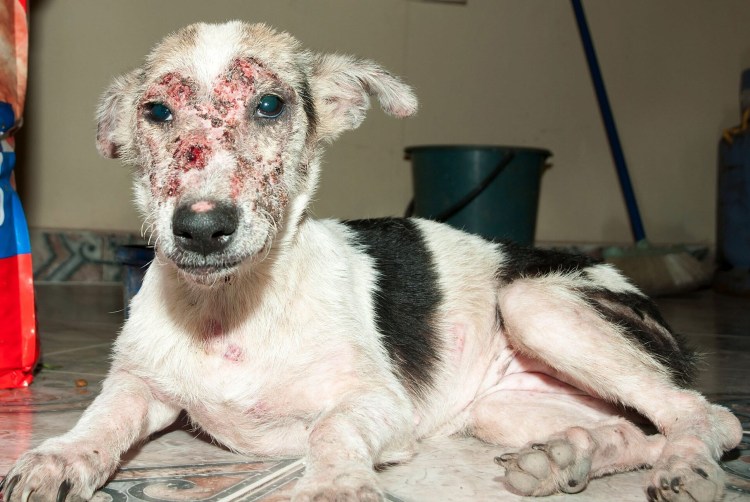 Саркоптоз и демодекоз у собак