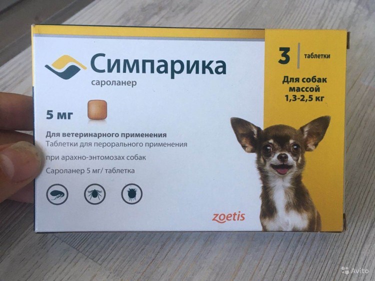 Чесотка у собак саркоптоз