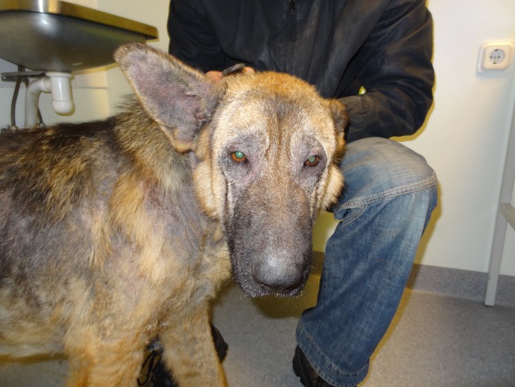 Средство от клещей для обработки собак