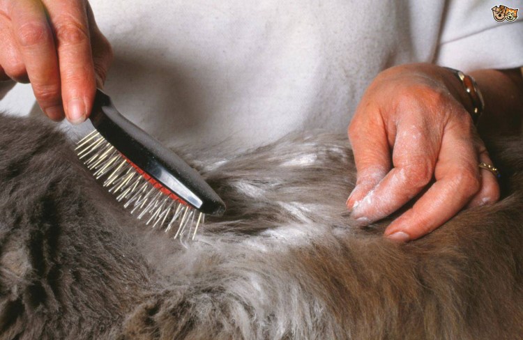 Лекарства подкожного клеща у кошек препараты для лечения