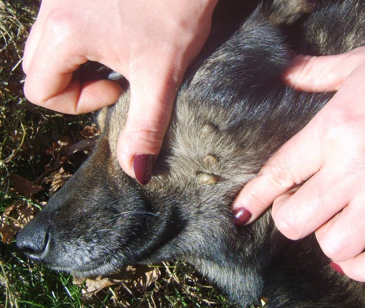 Симпарика 5 мг