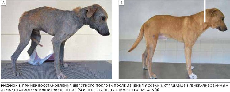 Чешуйчатая форма демодекоза у собак