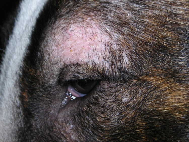 Исследование кожи у животных