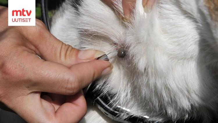 Ювенильный демодекоз у собак