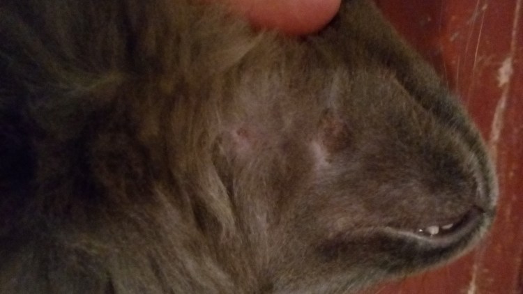 Празител плюс для собак и щенков средних пород 6 таб