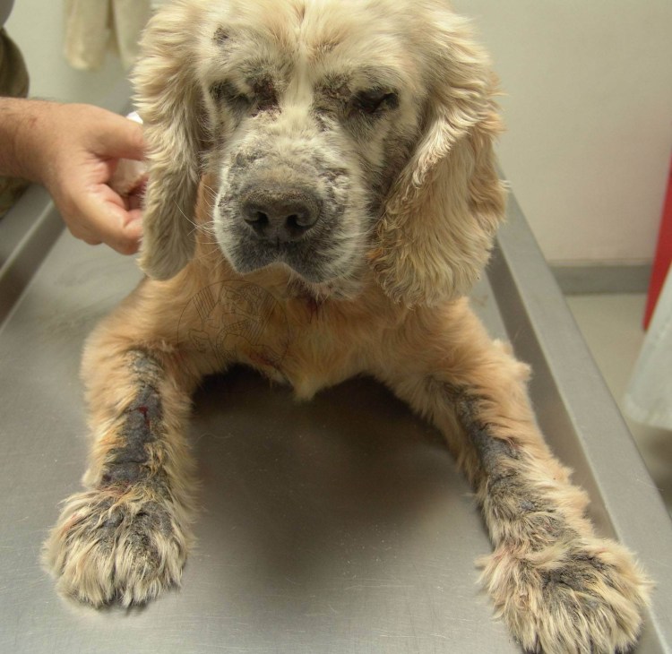 Таблетка от клещей для собак на 3 месяца