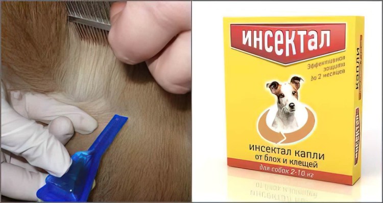 Обработка от блох собак