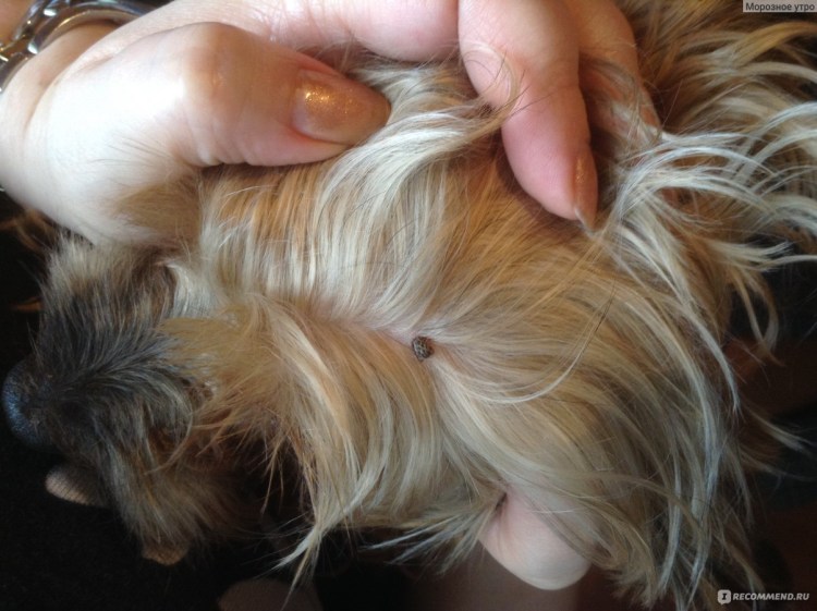 Кошачьи паразиты власоеды