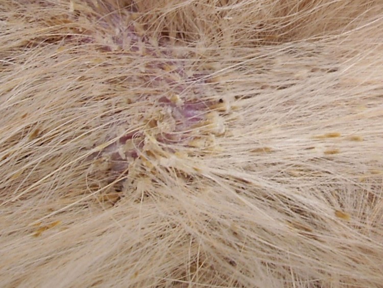 Обработка животных от клещей