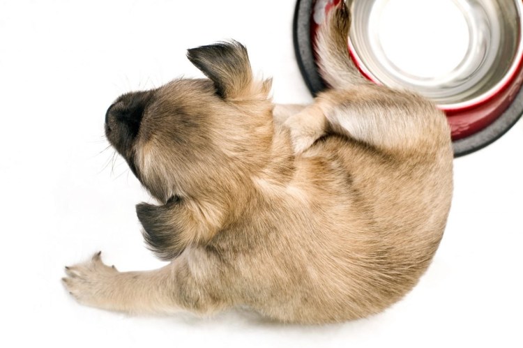 Обработка от паразитов собак