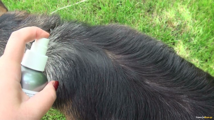 Обработка от блох собак