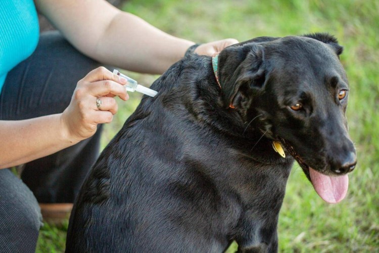 Адвантикс от блох, клещей и комаров 250 (10-25кг веса) 1 пипетка в упак.