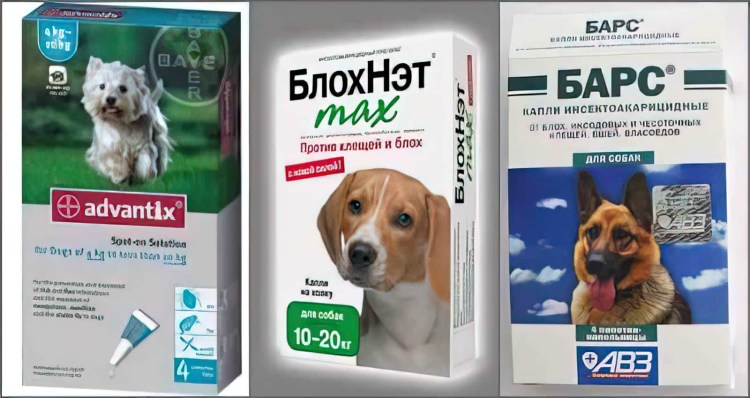 Собака чешется